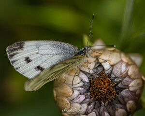 Butterfly on a flower