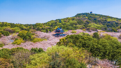 Fototapeta na wymiar Aerial photography of Yuantouzhu scenic spot with cherry blossoms blooming in Wuxi City, Jiangsu Province, China in spring