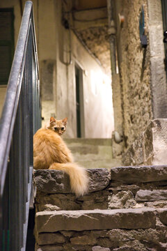 Orange Katze sitzt alleine nachts auf einer Treppe und schaut in die Kamera - Italien
