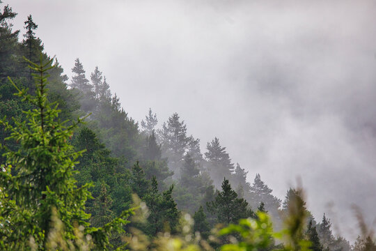 Morgennebel umgibt mit der Luftperspektive einen Waldabschnitt mit vielen Wäldern und Tannen