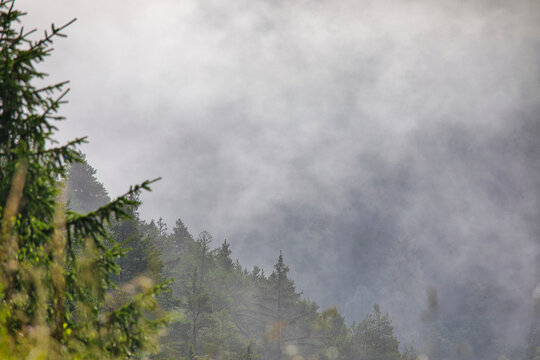 Morgennebel umgibt mit der Luftperspektive einen Waldabschnitt mit vielen Wäldern und Tannen