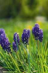 purple flowers sitting on green lawn closeup upright