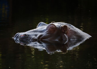 Fototapeta premium 水面から顔を出し眠るカバ