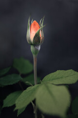 A half-open rose bud, stem and green leaves with selective focus on a soft dark blurred background. Macro photography of flower starting to bloom. Vertical composition