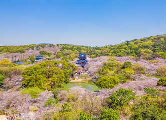 Aerial photography of Yuantouzhu scenic spot with cherry blossoms blooming in Wuxi City, Jiangsu Province, China in spring