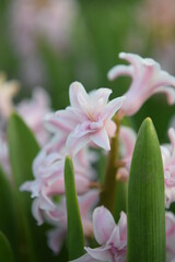 pink and white magnolia flower