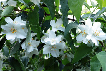 branch of flowering mock orange (lat.Philadelphus) in bright daylight