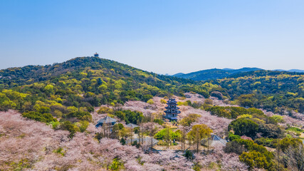 Fototapeta na wymiar Aerial photography of Yuantouzhu scenic spot with cherry blossoms blooming in Wuxi City, Jiangsu Province, China in spring