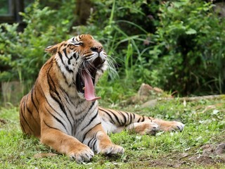 大きく口を開き舌を出すアムールトラ