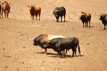 Farm of bulls, ranch style farming
