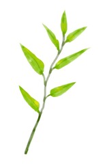 Green leaves on white background.