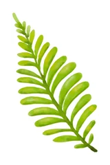 Stickers pour porte Monstera Green leaves on white background.