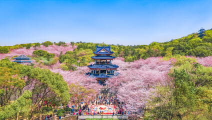 Aerial photography of Yuantouzhu scenic spot with cherry blossoms blooming in Wuxi City, Jiangsu...