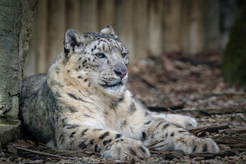 snow leopard portrait