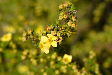 Shrubby Cinquefoil