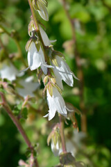 Cornish bellflower