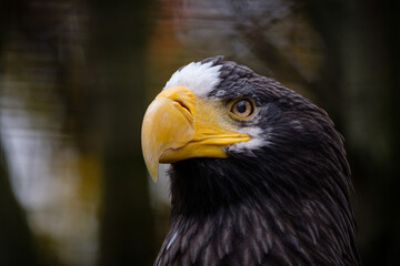 portrait of a eagle