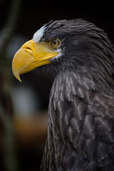 portrait of a eagle