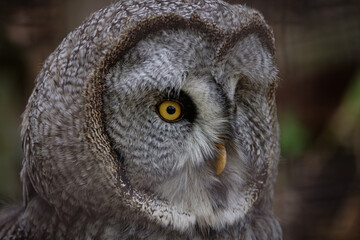great grey owl