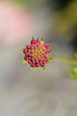 Macedonian scabious