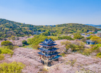 Aerial photography of Yuantouzhu scenic spot with cherry blossoms blooming in Wuxi City, Jiangsu...