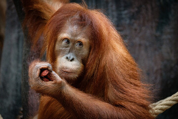 portrait of orangutang
