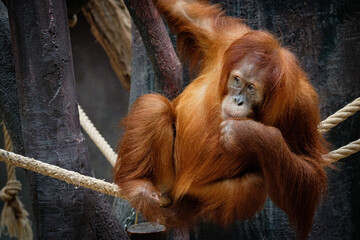 portrait of orangutang © Jim Barris