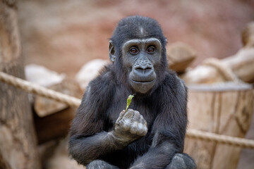 baby gorilla