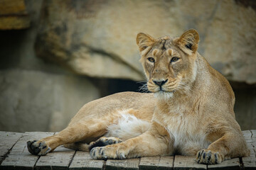 portrait of a lion