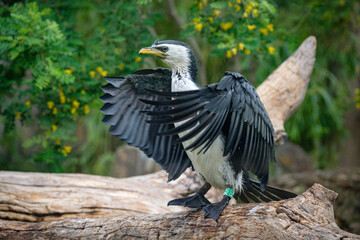 cormorant in the zoo