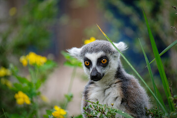 lemur in the grass