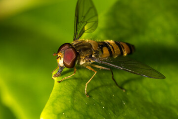 Schwebfliege