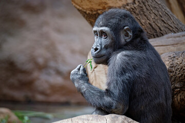 portrait of gorilla