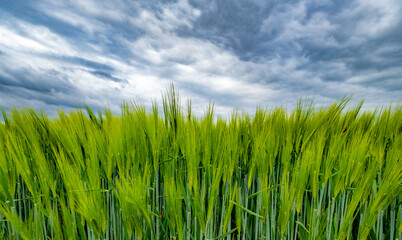 Green field of wheat and blue sky