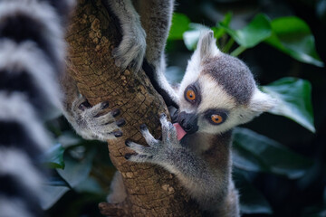 baby lemur on tree