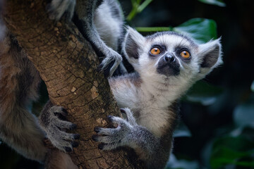 baby lemur on tree © Jim Barris