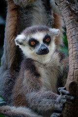 Obraz premium baby lemur on tree