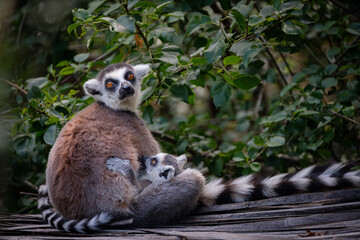 baby lemur with its mother © Jim Barris