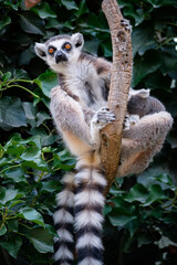 lemur on a tree