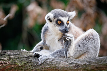 ring tailed lemur