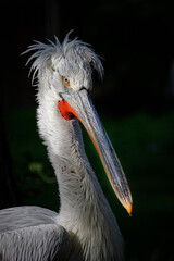 white pelican