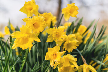 Fototapeta premium yellow daffodils on lawn in garden front horizontal