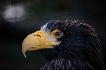 american bald eagle