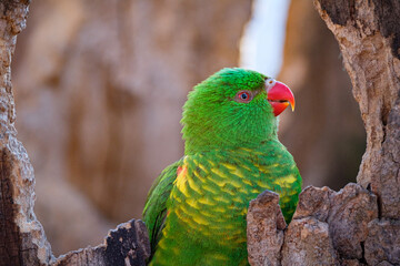lorikeet parrot