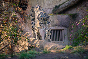 clouded leopard on the tree