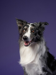 funny dog on purple background. Border collie with crooked muzzle, wide angle, emotion