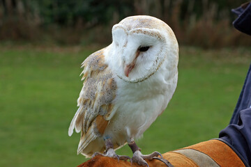 Close up of a Barn Owl on a falconers glove, England