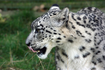 Profile of a Snow Leopard, England

