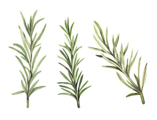 Rosemary. Watercolor illustration drawn by hand. Rosemary Branches are a set of spice elements for design.