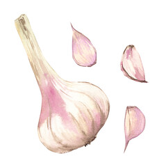 Garlic watercolor illustration hand-drawn. A whole head of garlic and cloves of garlic. A set of elements on a white background.